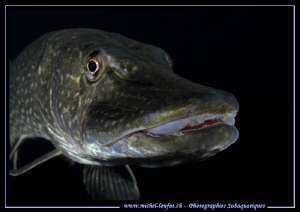 Face to face with this beautiful Aldult Pike Fish. by Michel Lonfat 